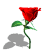 rose01t.gif